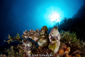Reefscape by Iyad Suleyman 